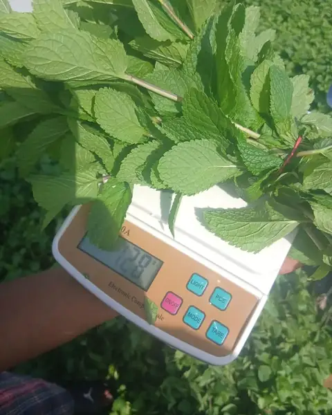 Bunch of mint weighed on an electronic scale in the field: 128 grams
