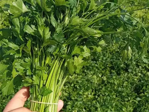 Bunch of fresh flat-leaf parsley tied with a rubber band, held above a parsley field in Morocco