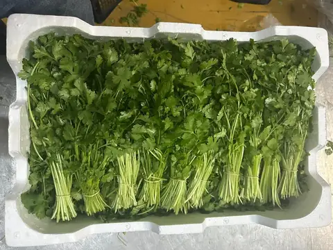 Fresh coriander bunches tied with rubber bands, lined up in an insulated polystyrene box for export