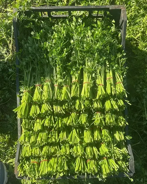 Crate full of flat-leaf parsley bunches tied with red rubber bands, in the field