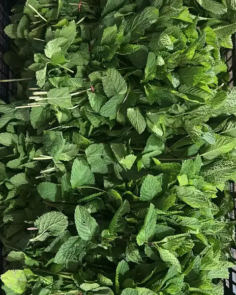 Crate of fresh Nana mint bunches ready for export