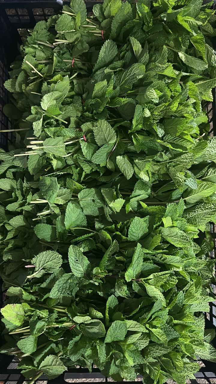 Caisse de bottes de menthe fraîche prête pour l'export