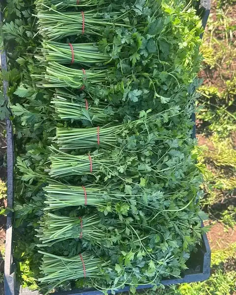 Flat-leaf parsley bunches arranged head-to-tail in a black crate at the edge of the field
