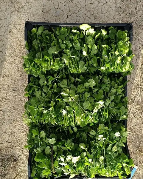 Crate of freshly harvested coriander, top view on field soil