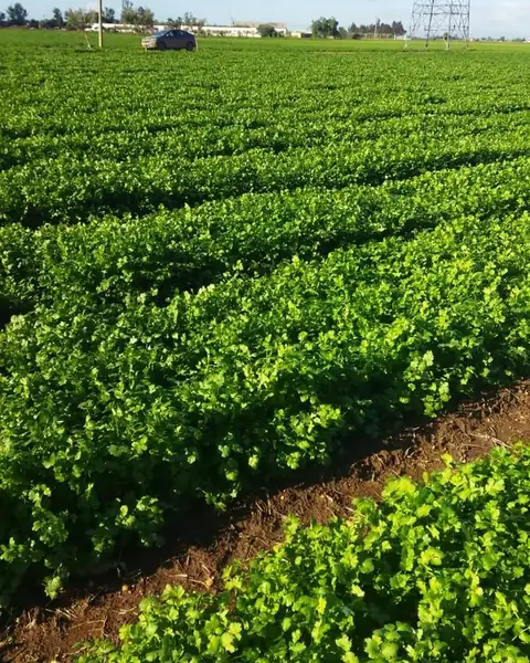 Field of fresh coriander in rows in Morocco under a blue sky