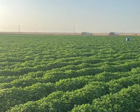 Fresh mint field at sunrise on the Moroccan plain
