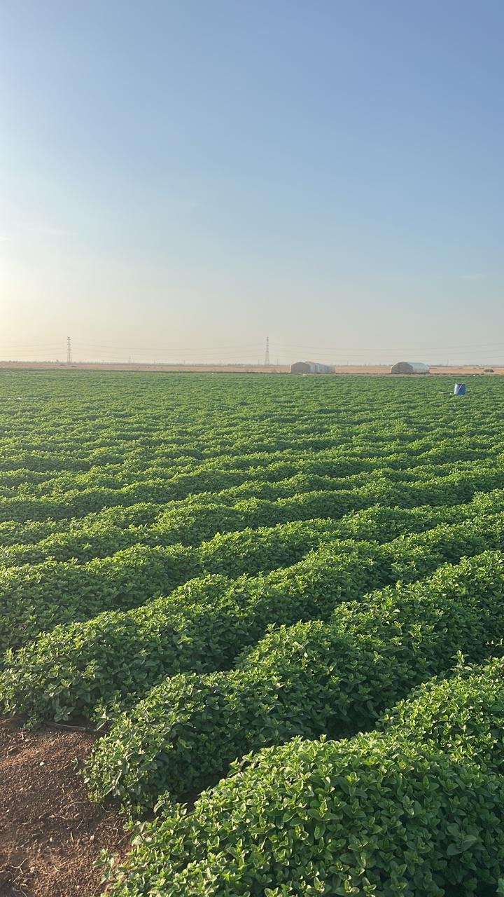 Champ de menthe au lever du soleil au Maroc