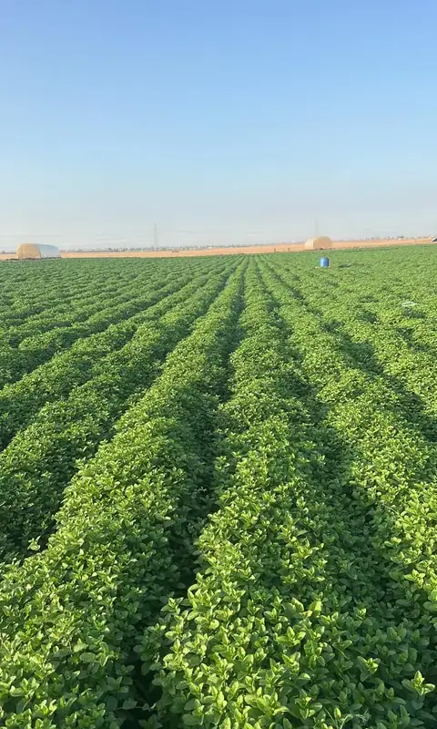 Long rows of Nana mint in an irrigated field in Morocco under a blue sky