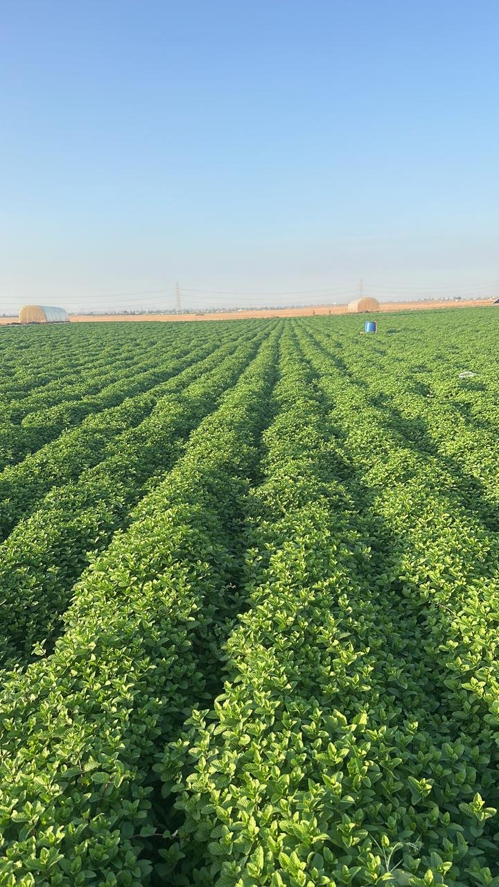 Rangs de menthe dans un champ au Maroc