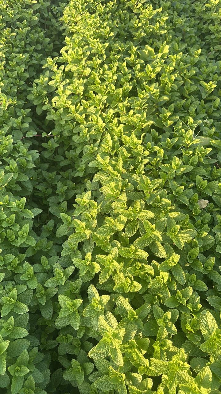 Feuilles de menthe fraîche en plantation