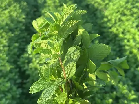 Bunch of fresh Nana mint held in hand in front of mint field rows