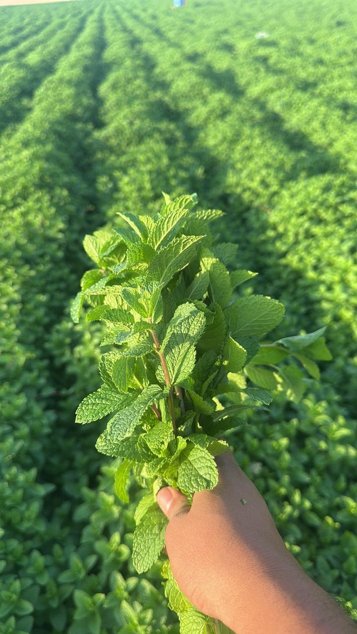 Menthe Nanah fraîche tenue en main dans le champ