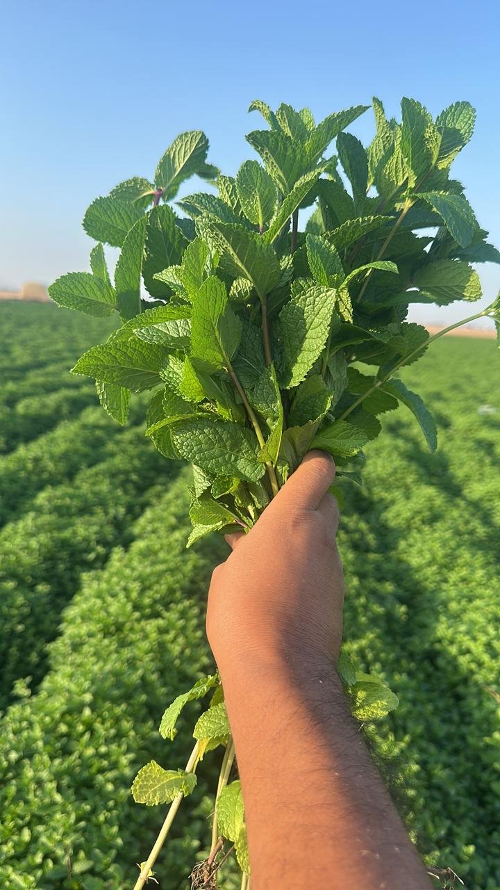 Botte de menthe Nanah fraîchement récoltée dans un champ au Maroc