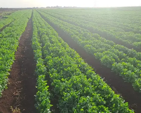 Rows of coriander and parsley separated by soil furrows in a Moroccan field